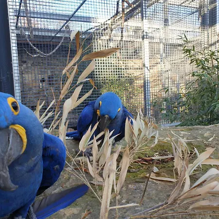 Papageiennest Apartman