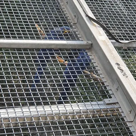 Apartman Papageiennest