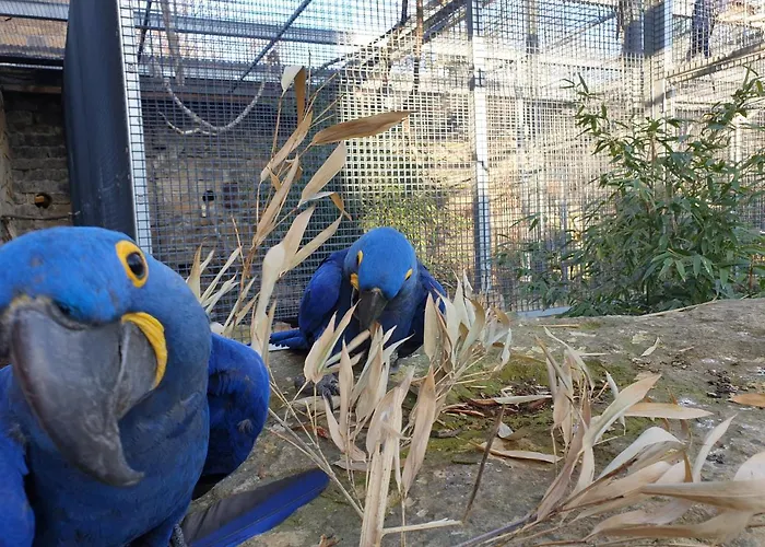 Papageiennest Apartment