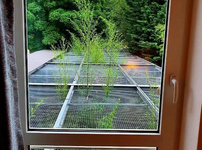 Papageiennest Apartment *